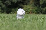 BICHON FRISE 449